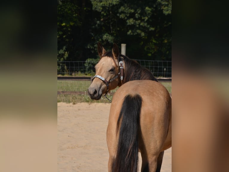 Caballo cuarto de milla Yegua 4 años 143 cm Buckskin/Bayo in Wusterhausen (Dosse)