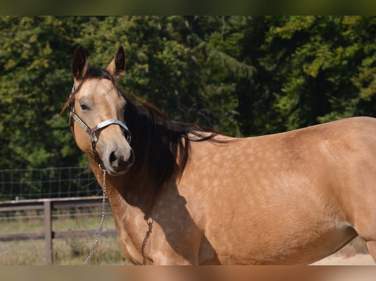 Caballo cuarto de milla Yegua 4 años 143 cm Buckskin/Bayo in Wusterhausen (Dosse)