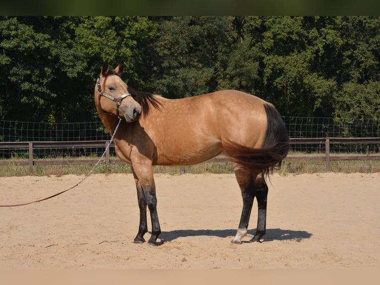 Caballo cuarto de milla Yegua 4 años 143 cm Buckskin/Bayo in Wusterhausen (Dosse)