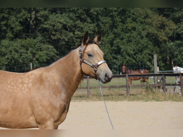 Caballo cuarto de milla Yegua 4 años 143 cm Buckskin/Bayo in Wusterhausen (Dosse)