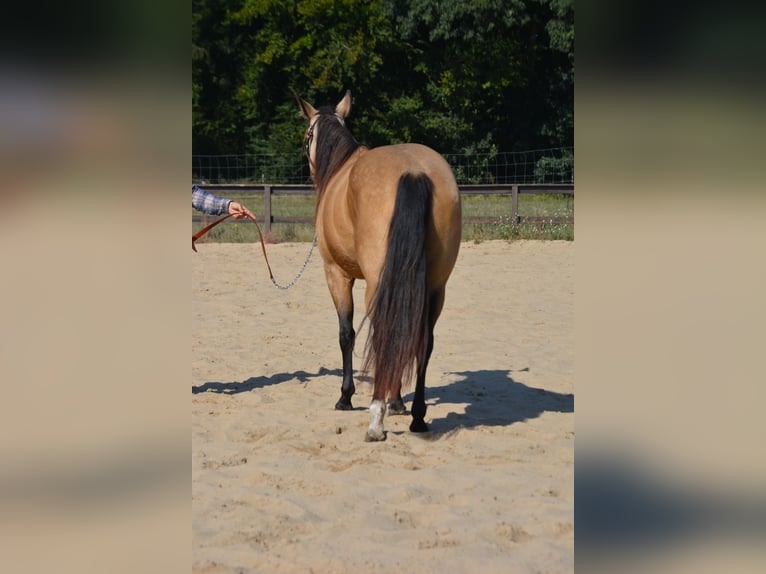 Caballo cuarto de milla Yegua 4 años 143 cm Buckskin/Bayo in Wusterhausen (Dosse)
