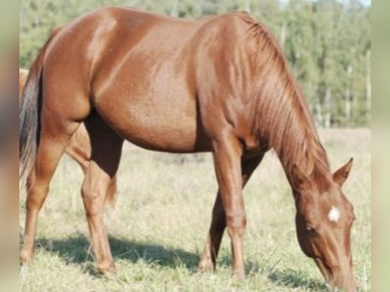 Caballo cuarto de milla Yegua 4 años 144 cm Alazán in Schönwalde