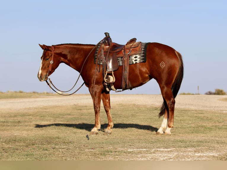 Caballo cuarto de milla Yegua 4 años 145 cm Alazán rojizo in Decatur