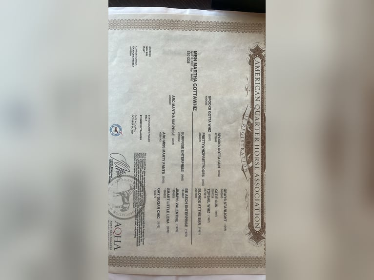 Caballo cuarto de milla Yegua 4 años 145 cm Castaño oscuro in Wilhelmsburg