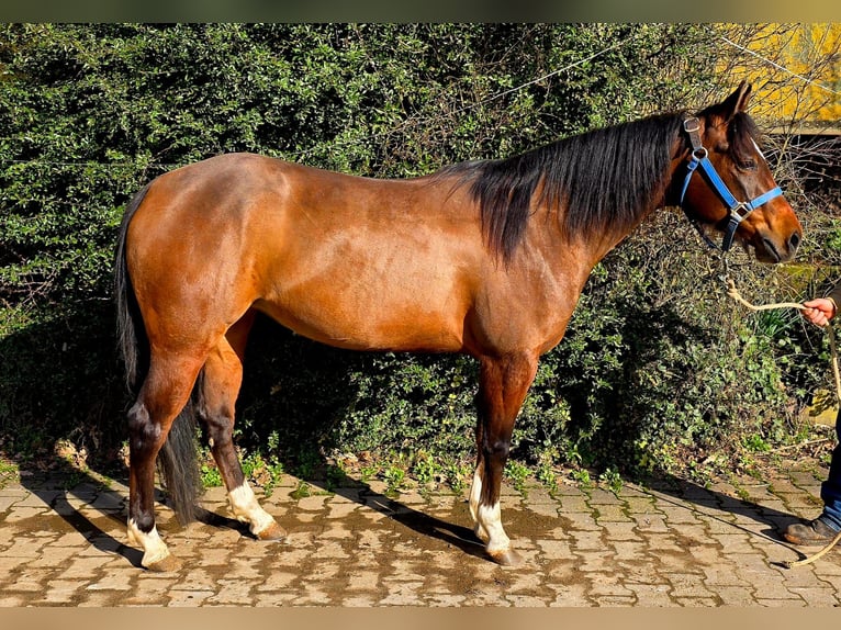 Caballo cuarto de milla Yegua 4 años 145 cm Castaño in Reichweiler