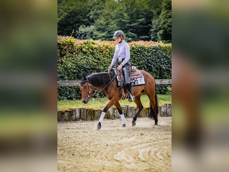 Caballo cuarto de milla Yegua 4 años 145 cm Castaño in L&#xFC;dinghausenL&#xFC;dinghausen