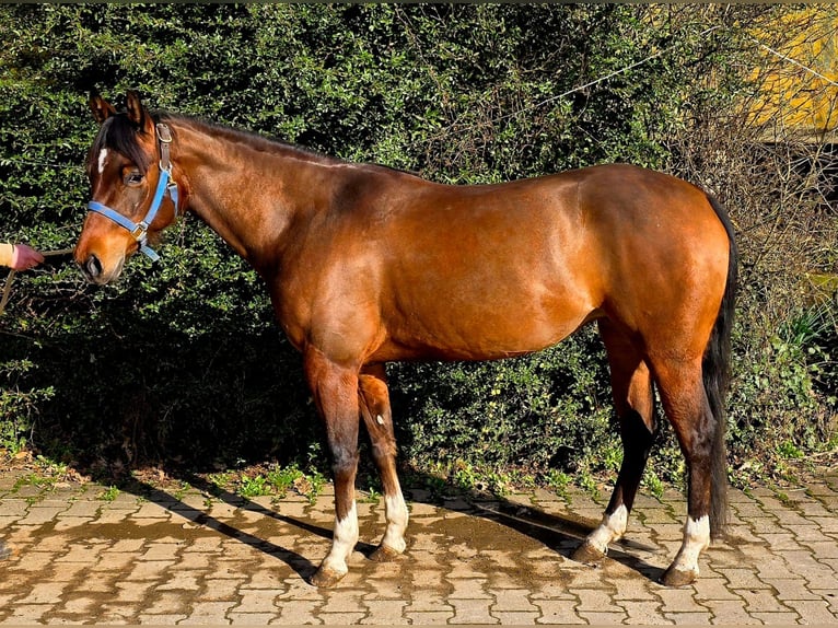 Caballo cuarto de milla Yegua 4 años 145 cm Castaño in Etschberg