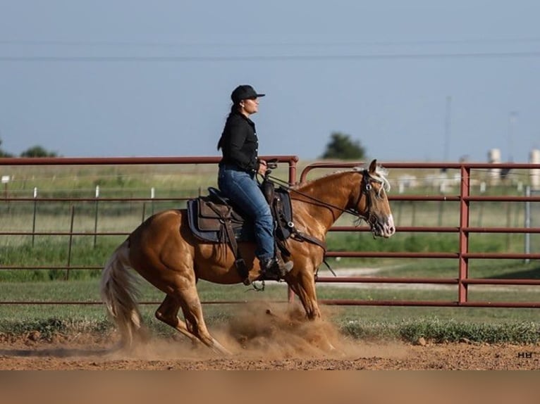 Caballo cuarto de milla Yegua 4 años 145 cm Palomino in Granbury TX