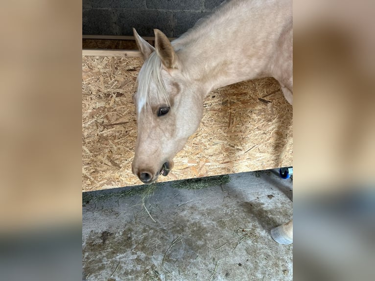 Caballo cuarto de milla Yegua 4 años 145 cm Palomino in Bad Urach