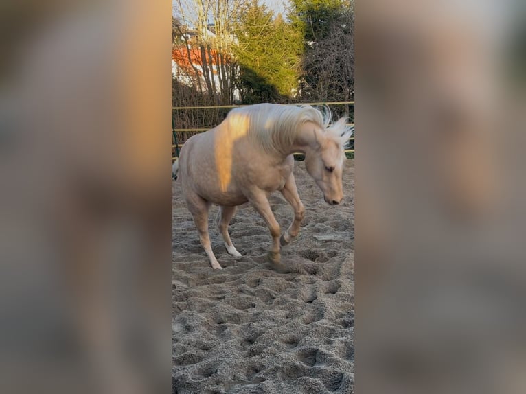 Caballo cuarto de milla Yegua 4 años 145 cm Palomino in Bad Urach