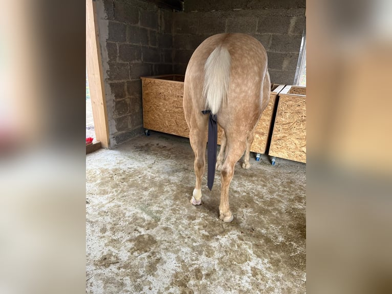 Caballo cuarto de milla Yegua 4 años 145 cm Palomino in Bad Urach