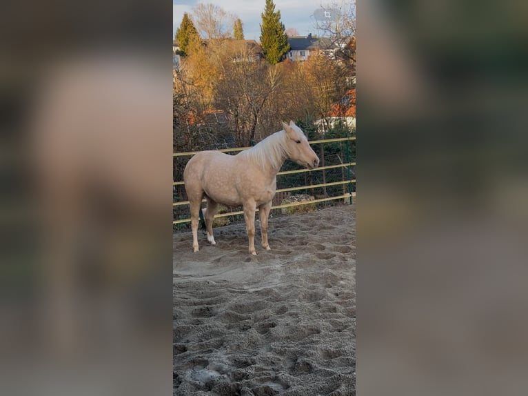 Caballo cuarto de milla Yegua 4 años 145 cm Palomino in Bad Urach