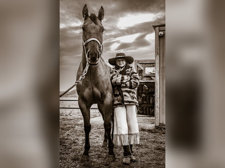 Caballo cuarto de milla Yegua 4 años 147 cm in Meeteetse, WY