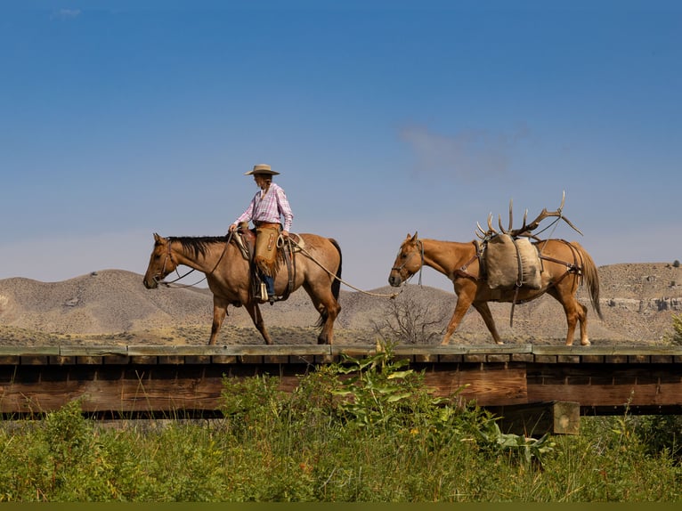Caballo cuarto de milla Yegua 4 años 147 cm in Meeteetse, WY