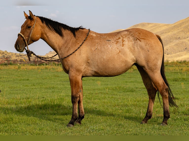 Caballo cuarto de milla Yegua 4 años 147 cm in Meeteetse, WY