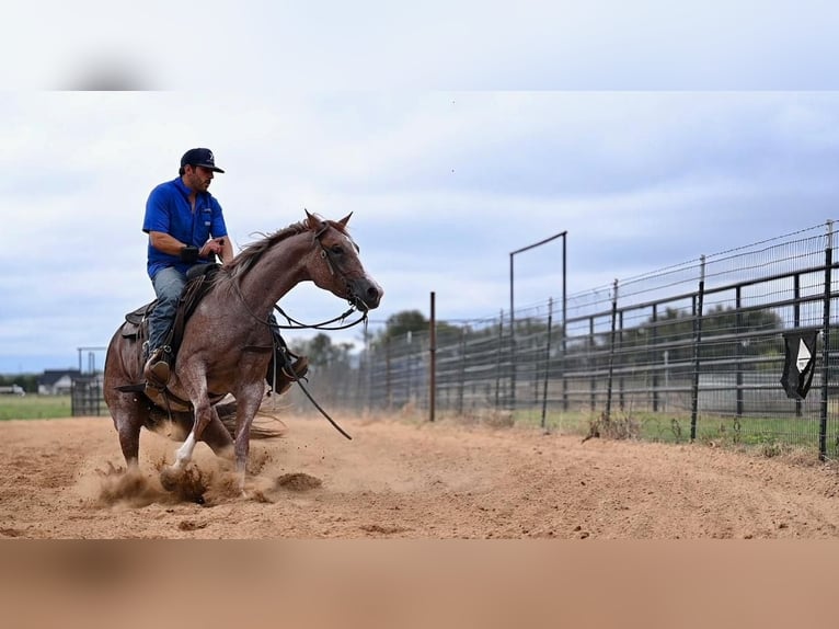 Caballo cuarto de milla Yegua 4 años 147 cm Ruano alazán in Waco, TX