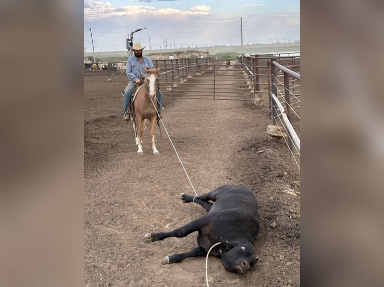 Caballo cuarto de milla Yegua 4 años 147 cm Ruano alazán in Dawn