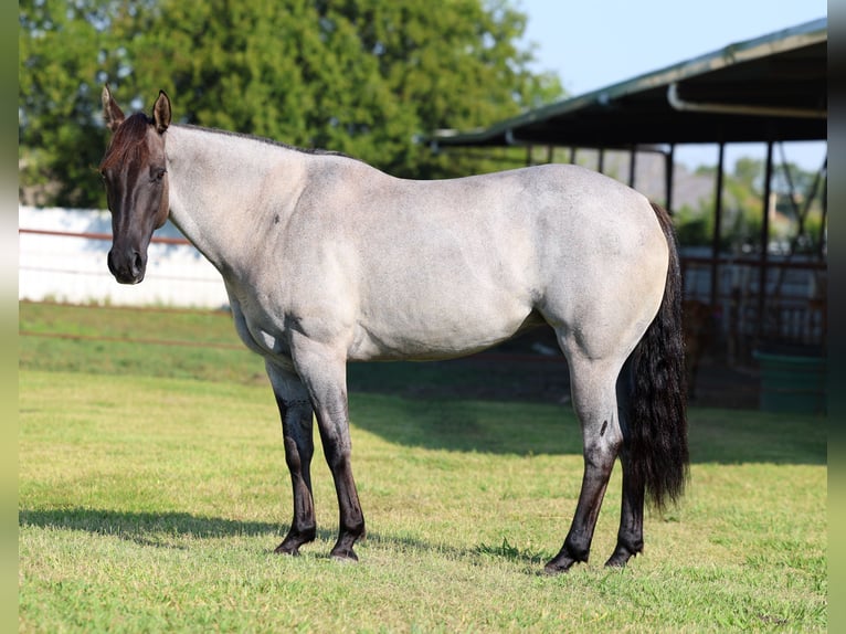 Caballo cuarto de milla Yegua 4 años 147 cm Ruano azulado in Forney