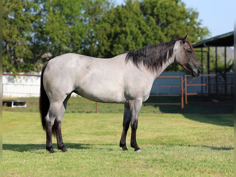 Caballo cuarto de milla Yegua 4 años 147 cm Ruano azulado in Forney