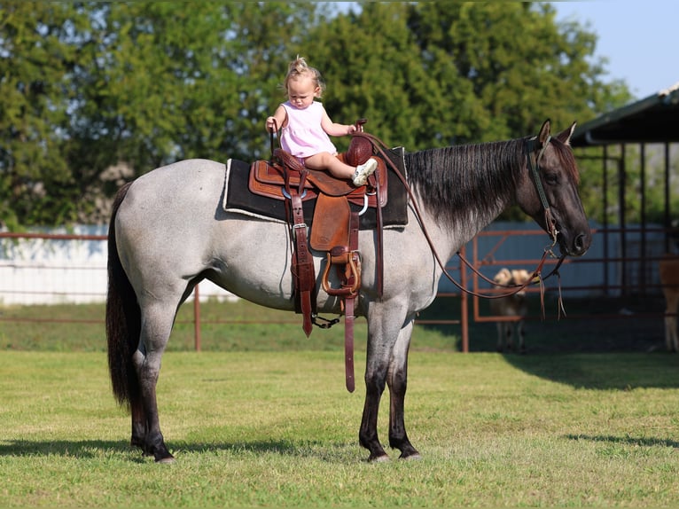 Caballo cuarto de milla Yegua 4 años 147 cm Ruano azulado in Forney