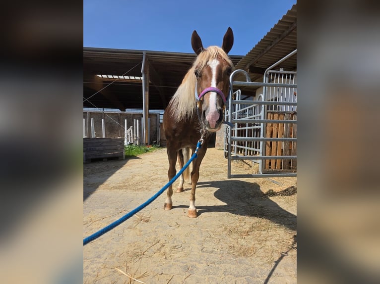 Caballo cuarto de milla Yegua 4 años 148 cm Alazán-tostado in Rheinbach