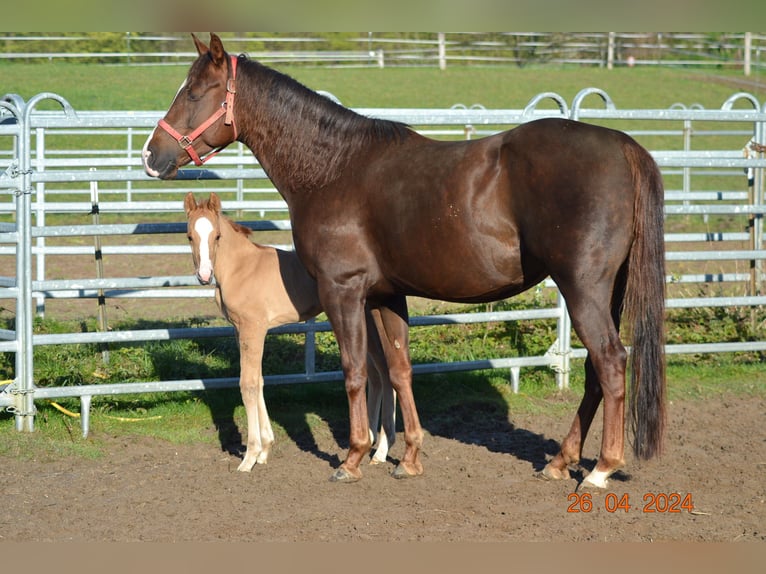 Caballo cuarto de milla Yegua 4 años 148 cm Alazán-tostado in Pressath