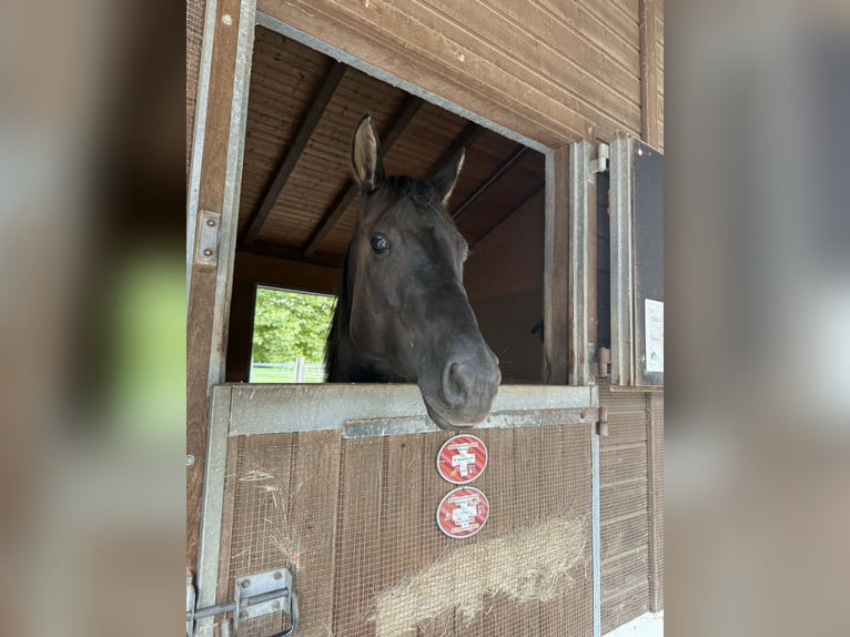 Caballo cuarto de milla Yegua 4 años 148 cm Grullo in Rüti