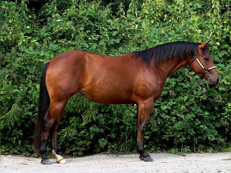 Caballo cuarto de milla Yegua 4 años 149 cm Castaño in Schönkirchen