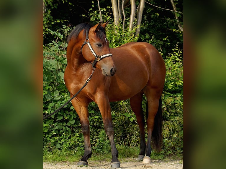 Caballo cuarto de milla Yegua 4 años 149 cm Castaño in Schönkirchen