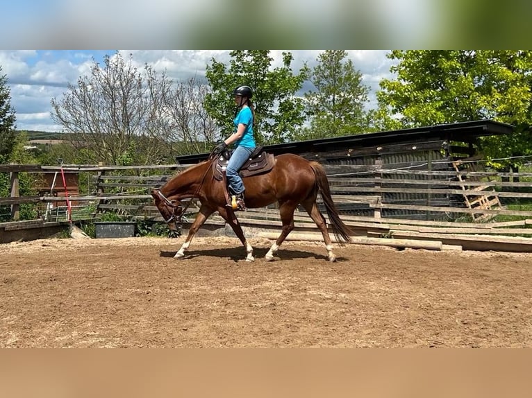 Caballo cuarto de milla Yegua 4 años 150 cm Alazán in Berga- Wünschendorf