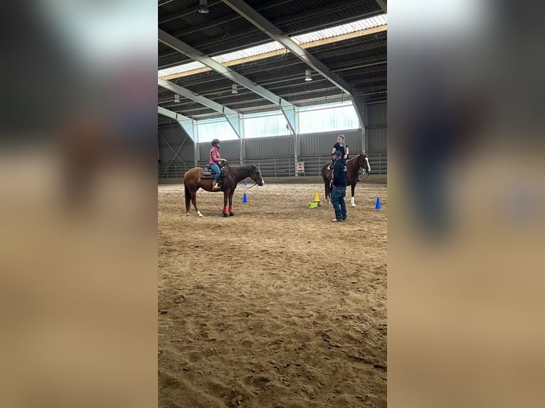 Caballo cuarto de milla Yegua 4 años 150 cm Alazán in Berga- Wünschendorf