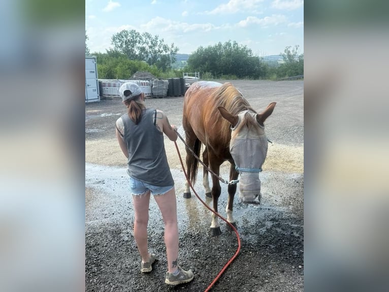 Caballo cuarto de milla Yegua 4 años 150 cm Alazán in Berga- Wünschendorf