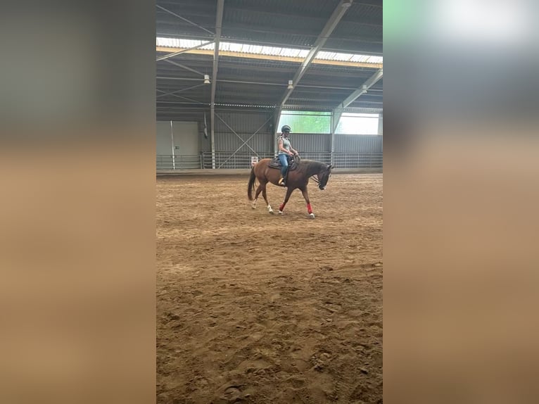 Caballo cuarto de milla Yegua 4 años 150 cm Alazán in Berga- Wünschendorf