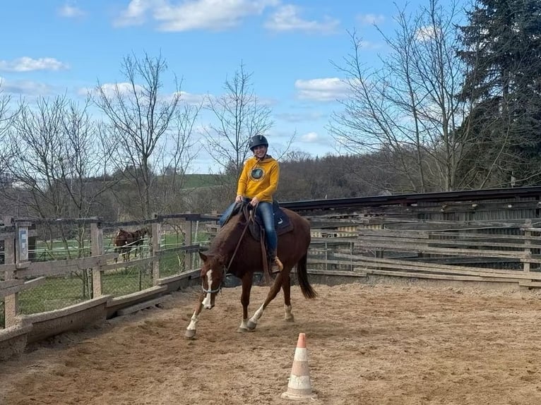 Caballo cuarto de milla Yegua 4 años 150 cm Alazán in Berga- Wünschendorf