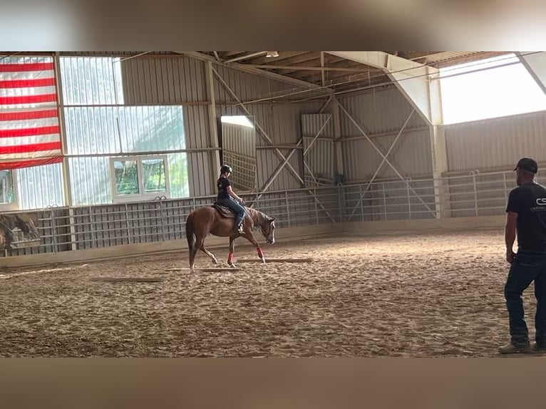 Caballo cuarto de milla Yegua 4 años 150 cm Alazán in Berga- Wünschendorf