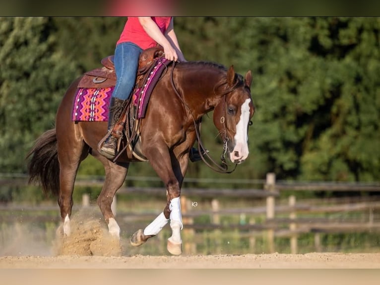 Caballo cuarto de milla Yegua 4 años 150 cm Alazán-tostado in Eschenau