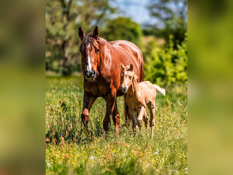 Caballo cuarto de milla Yegua 4 años 150 cm Alazán-tostado in OTTENHOFEN