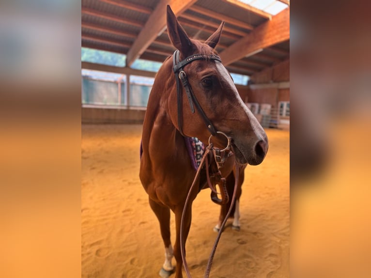 Caballo cuarto de milla Yegua 4 años 150 cm Alazán in Kirchendemenreuth