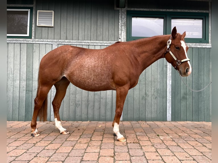 Caballo cuarto de milla Yegua 4 años 150 cm Alazán in Grethem