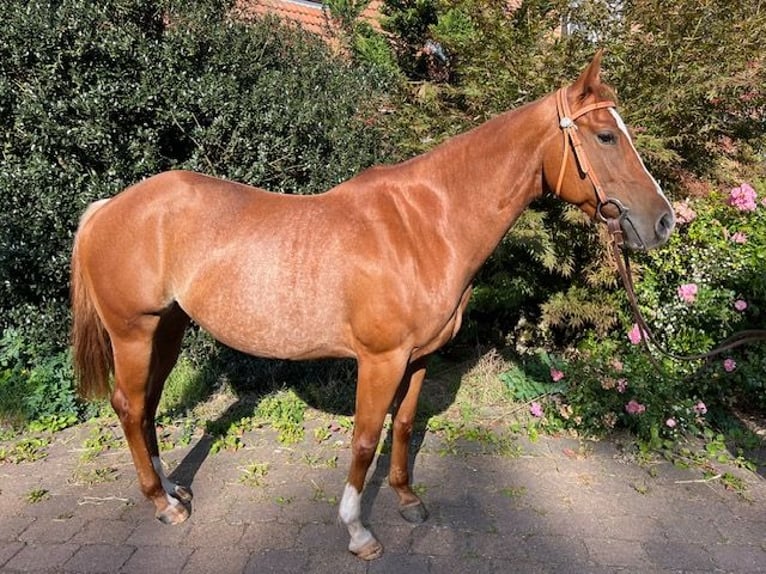 Caballo cuarto de milla Yegua 4 años 150 cm Alazán in Grethem