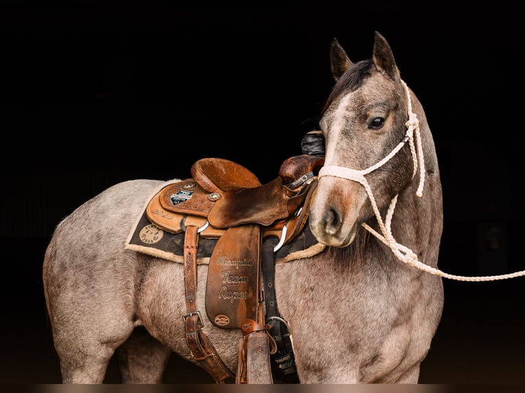 Caballo cuarto de milla Yegua 4 años 150 cm Castaño-ruano in Decorah, IA