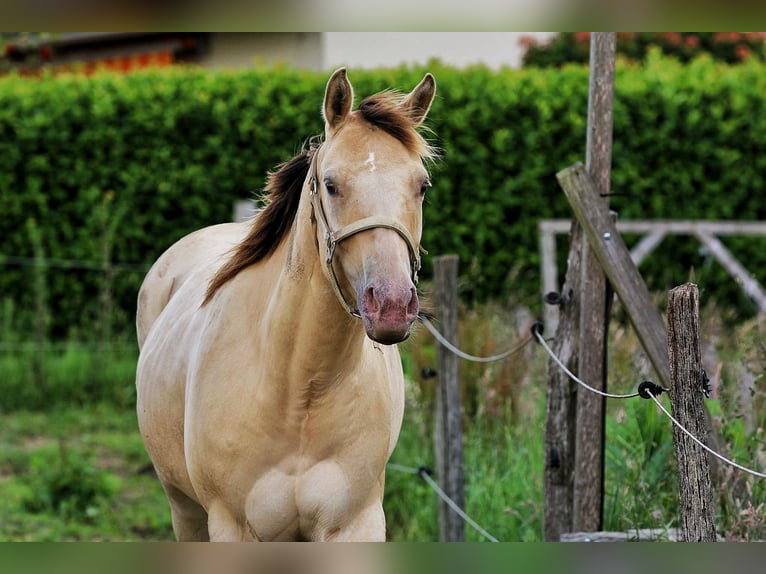 Caballo cuarto de milla Yegua 4 años 150 cm Champán in Nümbrecht