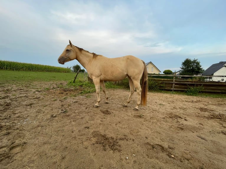 Caballo cuarto de milla Yegua 4 años 150 cm Champán in Nümbrecht