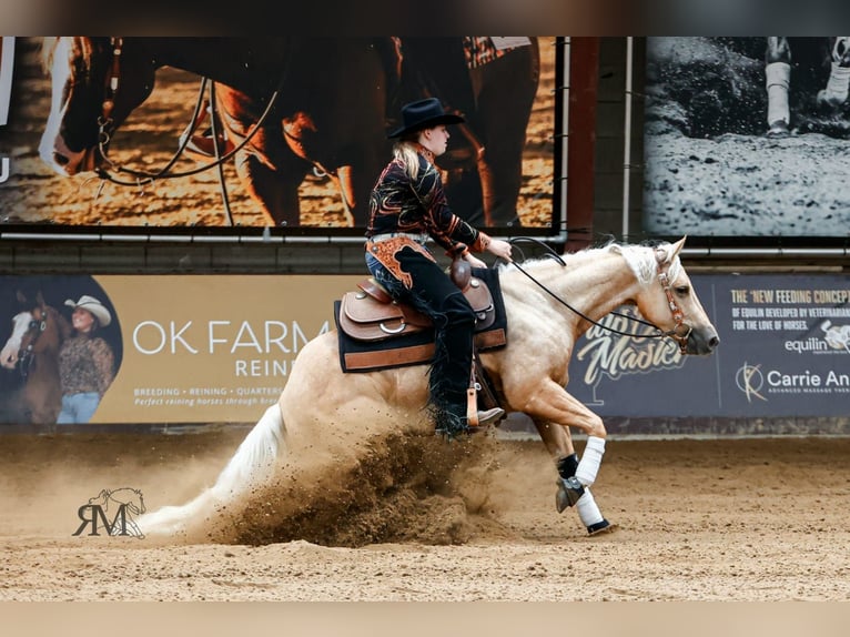 Caballo cuarto de milla Yegua 4 años 150 cm Palomino in Moordrecht