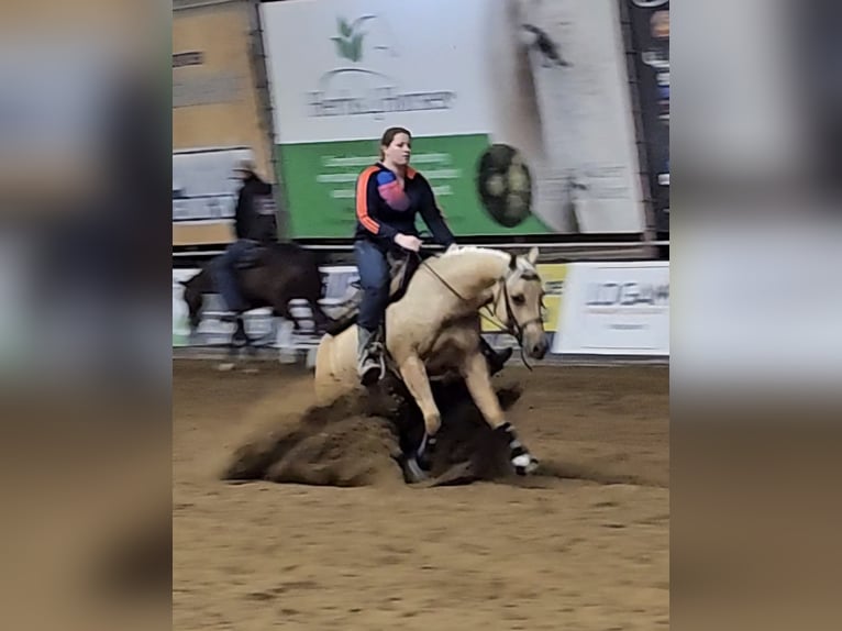 Caballo cuarto de milla Yegua 4 años 150 cm Palomino in Moordrecht