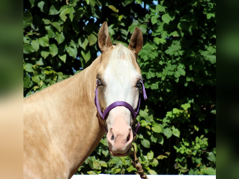 Caballo cuarto de milla Yegua 4 años 150 cm Palomino in Stade