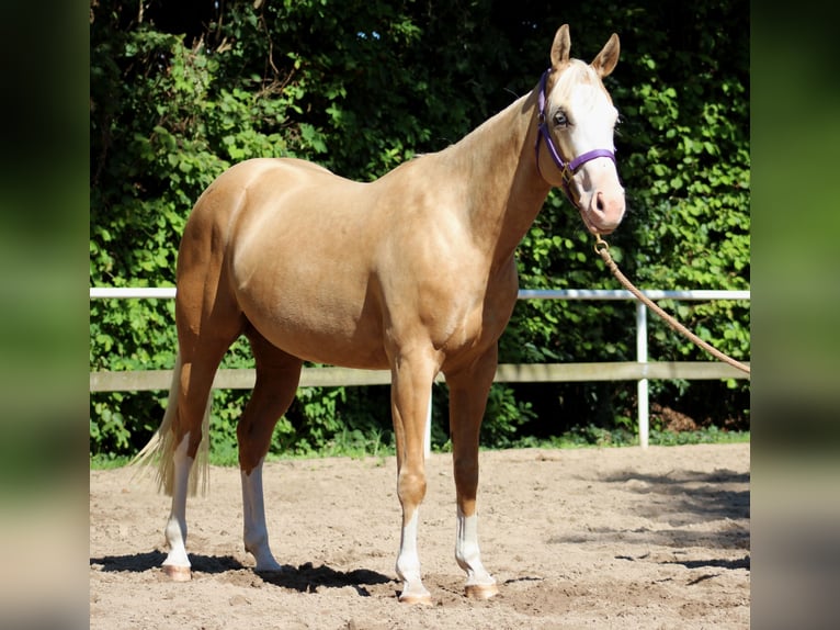 Caballo cuarto de milla Yegua 4 años 150 cm Palomino in Stade