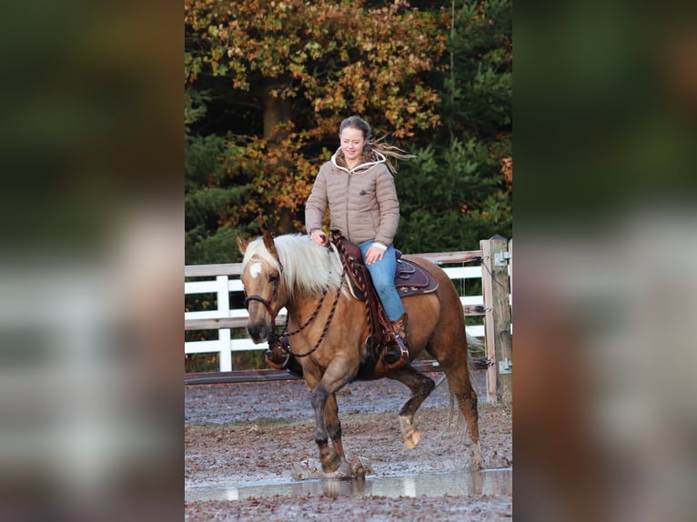 Caballo cuarto de milla Mestizo Yegua 4 años 150 cm Palomino in Oberhausen