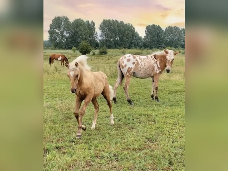 Caballo cuarto de milla Mestizo Yegua 4 años 150 cm Palomino in Oberhausen