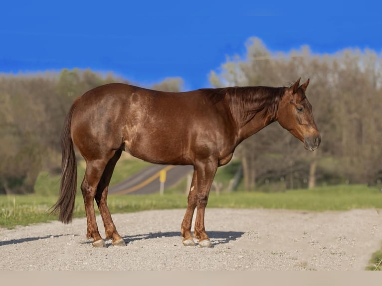Caballo cuarto de milla Yegua 4 años 150 cm in Marshall, MO